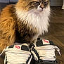 Kit Kat is registered to the contest to win money with this photo: cat, fluffy, shoes, vans, sneakers, floor, indoor, pet, feline, fur, brown, white, black, close_up, domestic_animal, footwear, lace, casual, wood, home