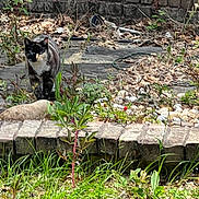 Nuki joined the competition — help win amazing prizes! animal, black_and_white, brick_wall, cat, curious, daylight, feline, foliage, garden, grass, ground, leaves, mammal, nature, outdoor, pet, plants, shrub, stones, wildlife