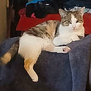 Pebbles joined the competition — help win amazing prizes! background, casual, cat, clothes, cozy, ears, fabric, face, feline, fur, home, indoor, lounging, paws, pet, red_surface, relaxed, tail, whiskers, white_and_brown
