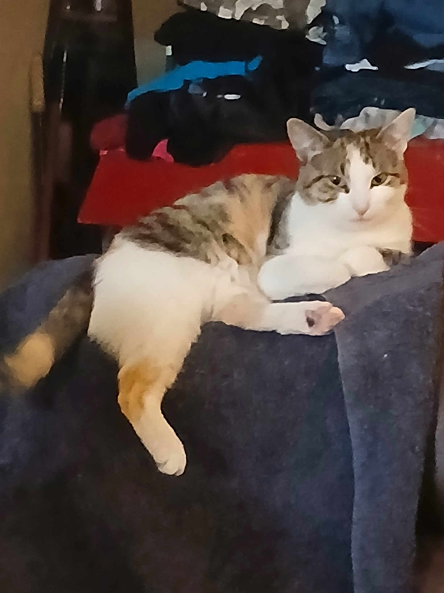 Pebbles
