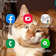 Jake is registered to the contest to win money with this photo: cat, orange_cat, white_cat, pet, feline, animal, resting, indoor, closeup, fur, paw, sleepy, home, cute, mammal, whiskers, relaxed, tablet_screen, mobile_phone, screen_icons