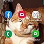 cat, orange_cat, white_cat, pet, feline, animal, resting, indoor, closeup, fur, paw, sleepy, home, cute, mammal, whiskers, relaxed, tablet_screen, mobile_phone, screen_icons