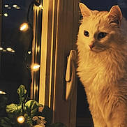 Astrid is registered to the contest to win money with this photo: cat, white_cat, windowsill, night, string_lights, flowers, plant, window, indoor, pet, fur, cute, cozy, decor, animal, domestic_animal, looking_out, illuminated, reflection, calm