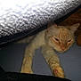 Leo joined the competition — help win amazing prizes! cat, sleepy, cream_colored, stretching, blanket, cozy, indoor, pet, feline, resting, paw, soft, fur, cute, animal, comfort, home, relaxing, warm, hidden