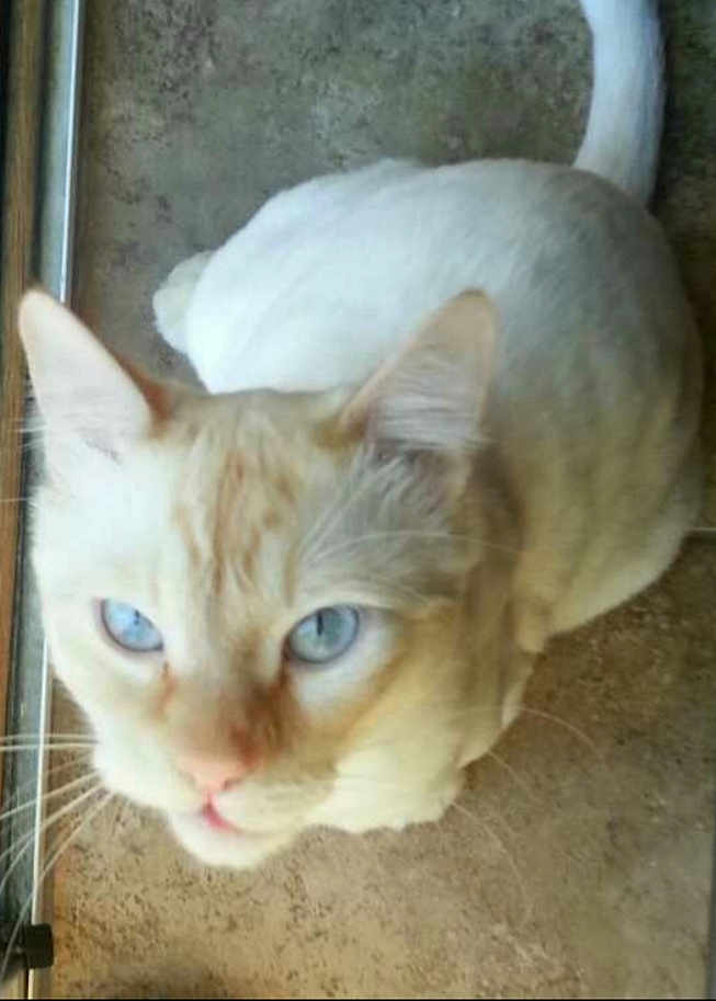 Leo