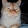 Leo is registered to the contest to win money with this photo: cat, close_up, whiskers, cream_colored, pet, animal, fur, face, cute, indoor, portrait, feline, expression, paw, nose, eyes, muzzle, domestic_cat, relaxed, sleepy