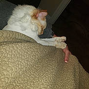 Leo is registered to the contest to win money with this photo: cat, sleeping, blanket, arm, furry, cozy, indoor, resting, pet, comfort, warm, human, nail_polish, stretching, closeup, fur, domestic_animal, relaxation, home, paw