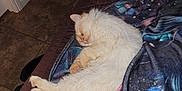 Leo joined the competition — help win amazing prizes! cat, sleeping, blanket, bed, indoor, fur, cozy, quilt, tile_floor, resting, animal, pet, feline, domestic_cat, peaceful, soft, cute, home, comfort, relaxation