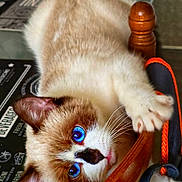 Minnie a rejoint le concours — aidez-le/la à gagner de superbes lots ! cat, blue_eyes, playful, fur, whiskers, paw, wooden_chair, indoor, close_up, animal, pet, claw, grip, table, furniture, domestic, cute, mammal, resting, bright