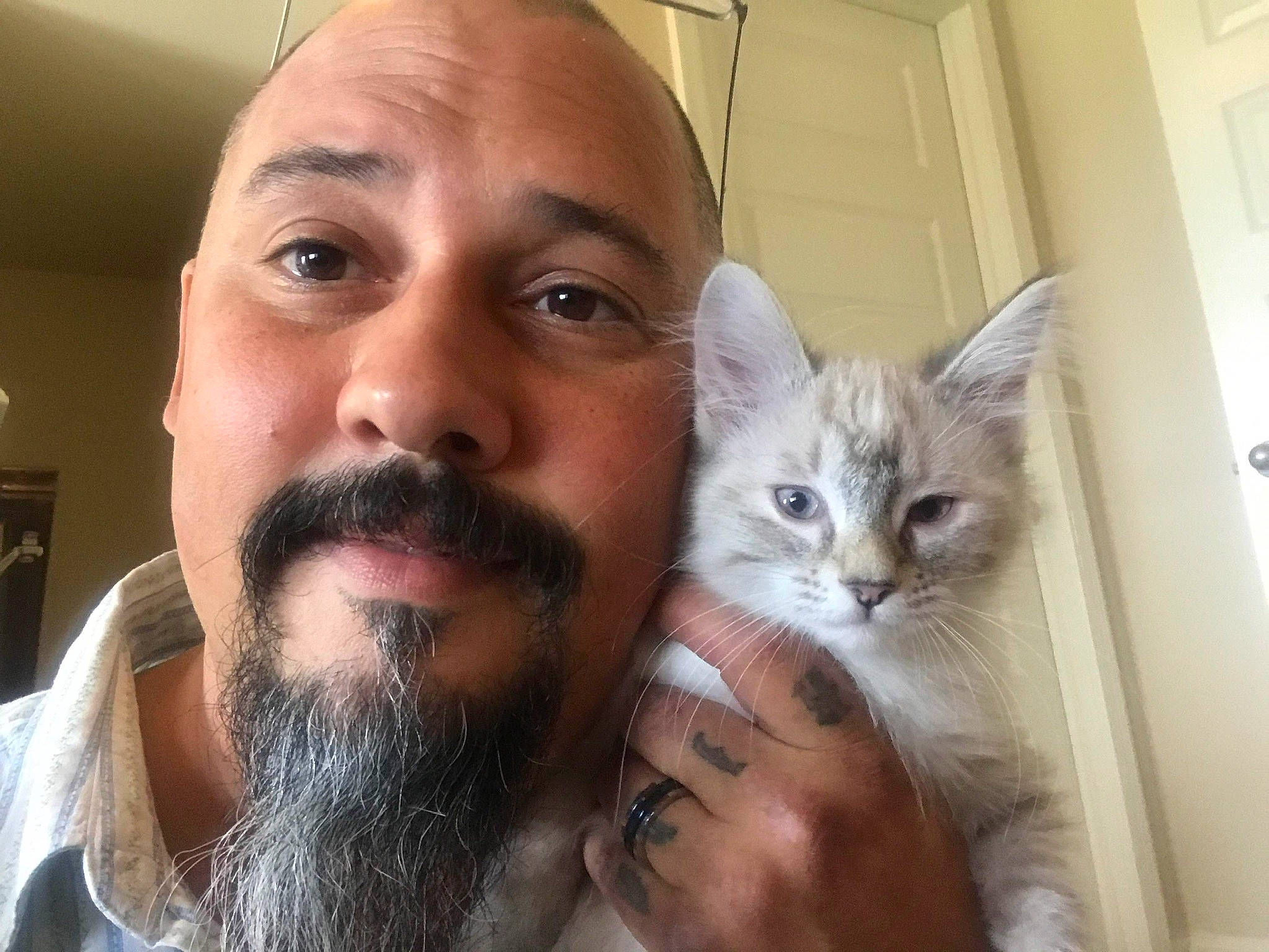 Alaska is registered to the contest to win money with this photo: beard, carnivore, cat, domestic_short_haired_cat, door, ear, eyelash, eyewear, facial_hair, felidae, fur, gesture, iris, jaw, moustache, nose, selfie, small_to_medium_sized_cats, vision_care, whiskers