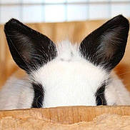 Panda is registered to the contest to win money with this photo: