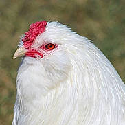 Snowball is registered to the contest to win money with this photo: