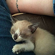 Meezer is registered to the contest to win money with this photo: