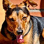 dog, close_up, tongue_out, heart_shaped_tongue, brown, black, ears, pet, animal, canine, fur, outdoor, sunlight, portrait, muzzle, happy, playful, warm, background, brick_wall