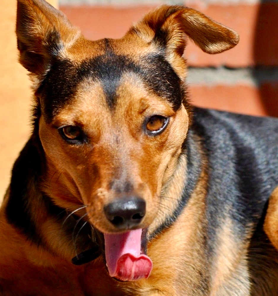 Baby Bobo joined the competition — help win amazing prizes! dog, close_up, tongue_out, heart_shaped_tongue, brown, black, ears, pet, animal, canine, fur, outdoor, sunlight, portrait, muzzle, happy, playful, warm, background, brick_wall