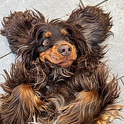 Floky participe au concours pour gagner de l'argent avec cette photo : dog, curly_fur, brown_fur, lying_down, floor, tile, pet, canine, fur, close_up, expression, playful, cute, animal, domestic_animal, looking_up, paw, snout, whiskers, shoe