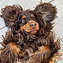 dog, curly_fur, brown_fur, lying_down, floor, tile, pet, canine, fur, close_up, expression, playful, cute, animal, domestic_animal, looking_up, paw, snout, whiskers, shoe