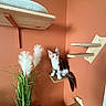kitten, cat, wooden_shelf, plant, greenery, decor, terracotta_wall, indoor, cat_furniture, pet, curious, fluffy, climbing_shelf, home, cozy, feline, white_plumes, natural_light, cute, small_pet