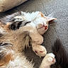 cat, kitten, sleeping, fluffy, paw, nose, fur, cushion, gray_background, cozy, resting, indoor, cute, pet, animal, whiskers, relaxed, closeup, soft, feline