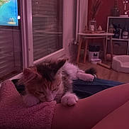 Bahia participe au concours pour gagner de l'argent avec cette photo : kitten, cat, indoor, cozy, arm, person, furniture, table, shelves, pet_bed, window, curtains, floor, relaxing, home, decor, soft_light, resting, fluffy, pink_light
