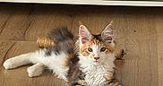 Bahia a rejoint le concours — aidez-le/la à gagner de superbes lots ! kitten, cat, feline, animal, pet, indoor, wooden_floor, cabinet, furniture, relaxing, multicolored, fluffy, cute, young_animal, domestic, calm, curious, floor, resting, eyes