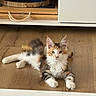 kitten, cat, feline, animal, pet, indoor, wooden_floor, cabinet, furniture, relaxing, multicolored, fluffy, cute, young_animal, domestic, calm, curious, floor, resting, eyes