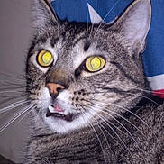 Leonidas is registered to the contest to win money with this photo: abyssinian, americanflag, animal, cat, flag, kitten, manx, norwayflag, pet
