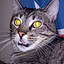 abyssinian, americanflag, animal, cat, flag, kitten, manx, norwayflag, pet