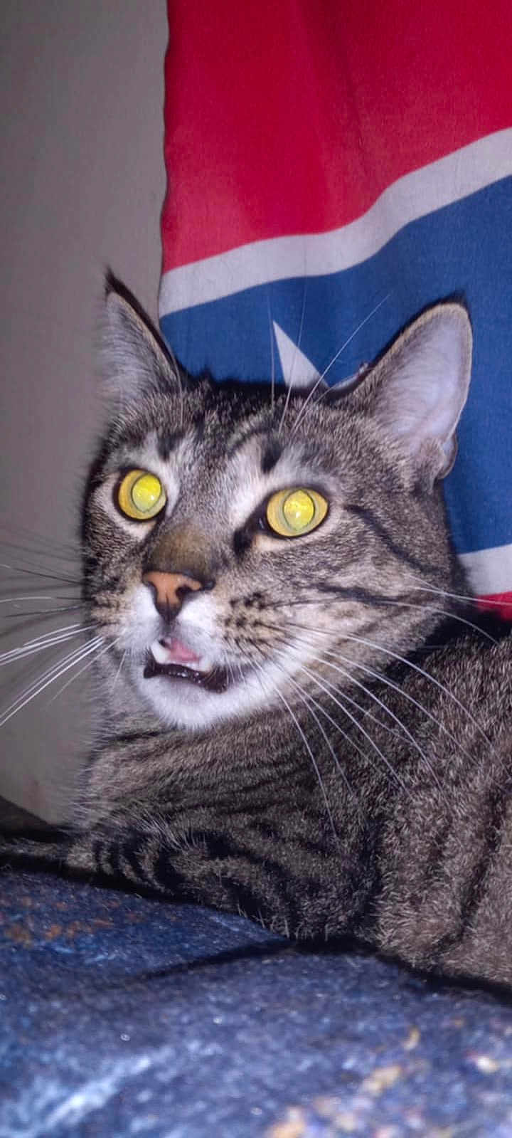 Leonidas is registered to the contest to win money with this photo: abyssinian, americanflag, animal, cat, flag, kitten, manx, norwayflag, pet