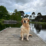 Thalya a rejoint le concours — aidez-le/la à gagner de superbes lots ! dog, golden_retriever, dock, lake, water, wet_dog, outdoor, nature, trees, cloudy_sky, reflection, wooden_planks, pet, animal, summer, calm, greenery, sitting, canine, peaceful