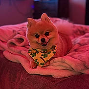 Lio joined the competition — help win amazing prizes! animal, bandana, bed, blanket, companion, cozy, cute, cute_pet, dog, domestic, furry, indoor, pet, pomeranian, portrait, relaxed, resting, smiling, soft_texture, warm_lighting