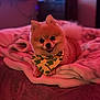 animal, bandana, bed, blanket, companion, cozy, cute, cute_pet, dog, domestic, furry, indoor, pet, pomeranian, portrait, relaxed, resting, smiling, soft_texture, warm_lighting