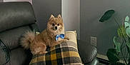 Lio is registered to the contest to win money with this photo: animal, bow_tie, cozy, cute, dog, domestic, furry, green_leaves, home_decor, indoor, leather_chair, living_room, neutral_colors, pet, plaid_pillow, plant, pomeranian, relaxed, seated, small_dog
