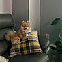 animal, bow_tie, cozy, cute, dog, domestic, furry, green_leaves, home_decor, indoor, leather_chair, living_room, neutral_colors, pet, plaid_pillow, plant, pomeranian, relaxed, seated, small_dog