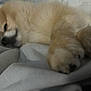 Lio joined the competition — help win amazing prizes! animal, blurry, closeup, cozy, cute, dog, fabric, face, fluffy, fur, indoor, laying, nose, paw, pawpads, pet, relaxing, resting, sleeping, soft