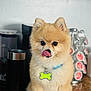 animal, brown_fur, coffee_machine, coffee_pods, collar, companion, cute, dog, dog_tag, domestic, fluffy, household, indoor, kitchen_counter, licking, pet, pomeranian, portrait, small_dog, tongue_out