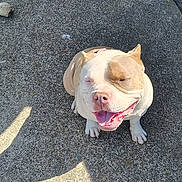 Mama'S is registered to the contest to win money with this photo: dog, smiling, outdoor, sunlight, concrete, vehicle, red_car, pet, happy, sitting, canine, closeup, friendly, animal, tongue_out, short_hair, daylight, shadow, pavement, cute