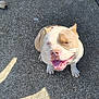 dog, smiling, outdoor, sunlight, concrete, vehicle, red_car, pet, happy, sitting, canine, closeup, friendly, animal, tongue_out, short_hair, daylight, shadow, pavement, cute