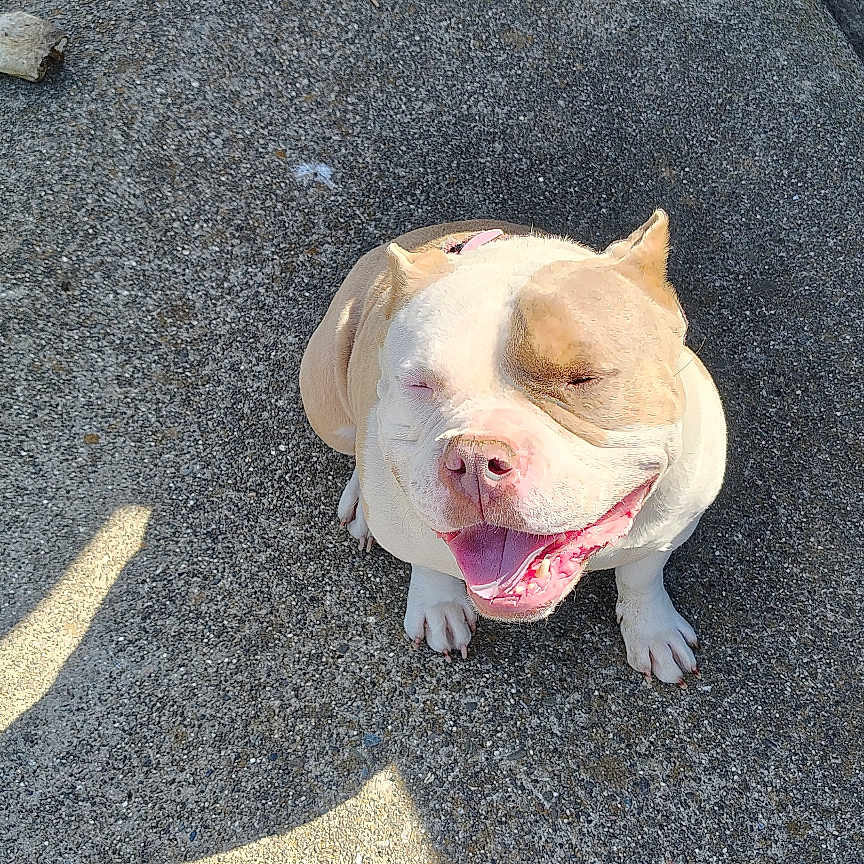 Mama'S is registered to the contest to win money with this photo: animal, canine, closeup, concrete, cute, daylight, dog, friendly, happy, outdoor, pavement, pet, red_car, shadow, short_hair, sitting, smiling, sunlight, tongue_out, vehicle