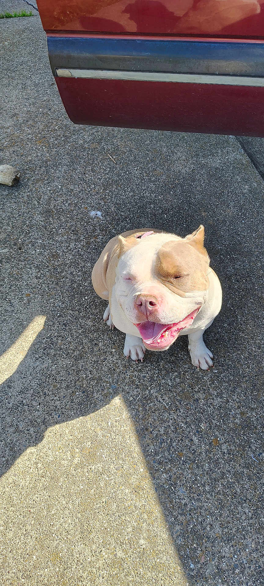 Mama'S is registered to the contest to win money with this photo: dog, smiling, outdoor, sunlight, concrete, vehicle, red_car, pet, happy, sitting, canine, closeup, friendly, animal, tongue_out, short_hair, daylight, shadow, pavement, cute