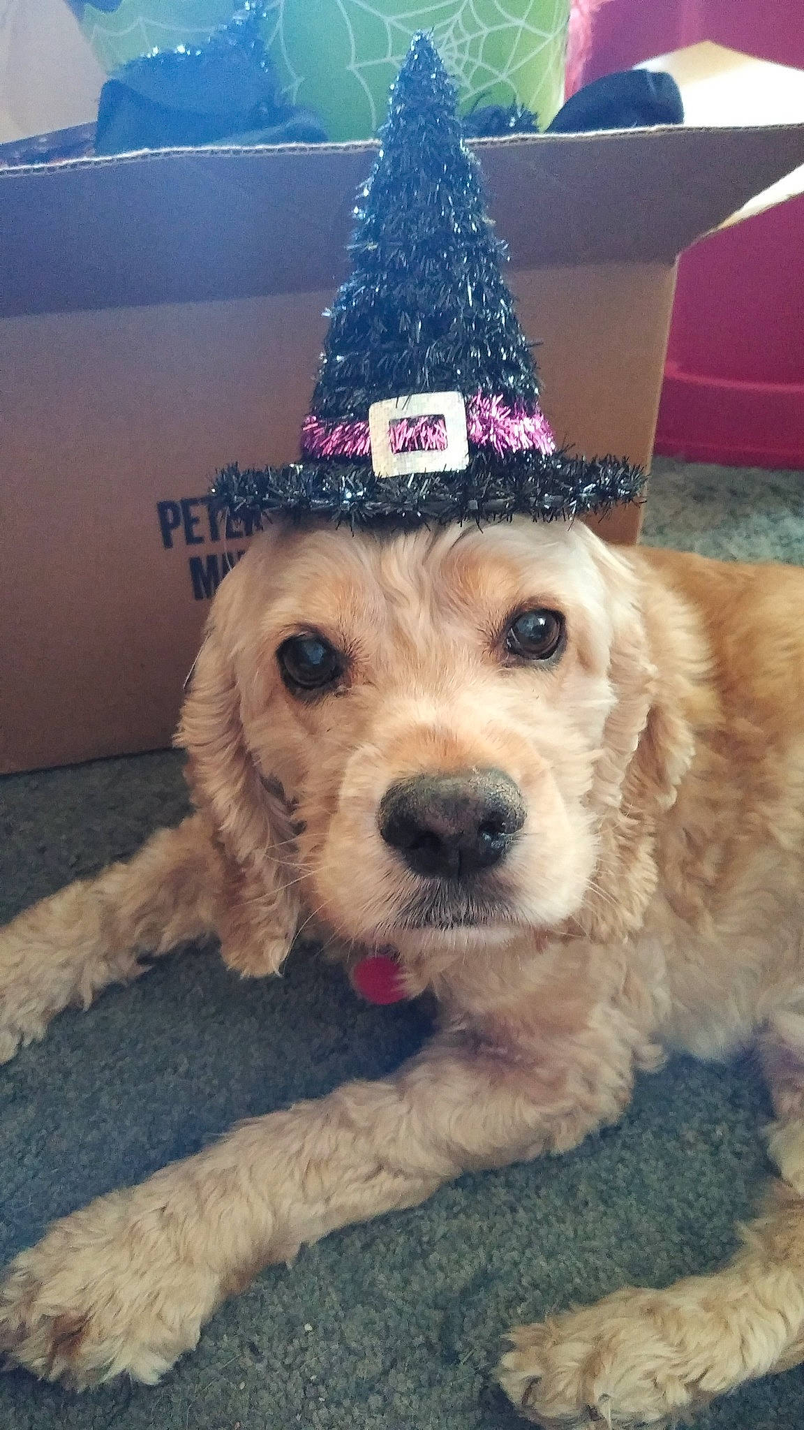 Buddy joined the competition — help win amazing prizes! canidae, cap, carnivore, christmas_tree, companion_dog, cone, costume_hat, dog, dog_breed, dog_clothes, dog_collar, dog_supply, event, fashion_accessory, fawn, fur, happy, hat, party_hat, selfie