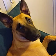 Aïka Santus a rejoint le concours — aidez-le/la à gagner de superbes lots ! dog, pet, indoor, couch, relaxing, ears, canine, brown_fur, portrait, looking_at_camera, domestic_animal, companion, animal_face, cute, household, furniture, resting, friendly, animal, closeup