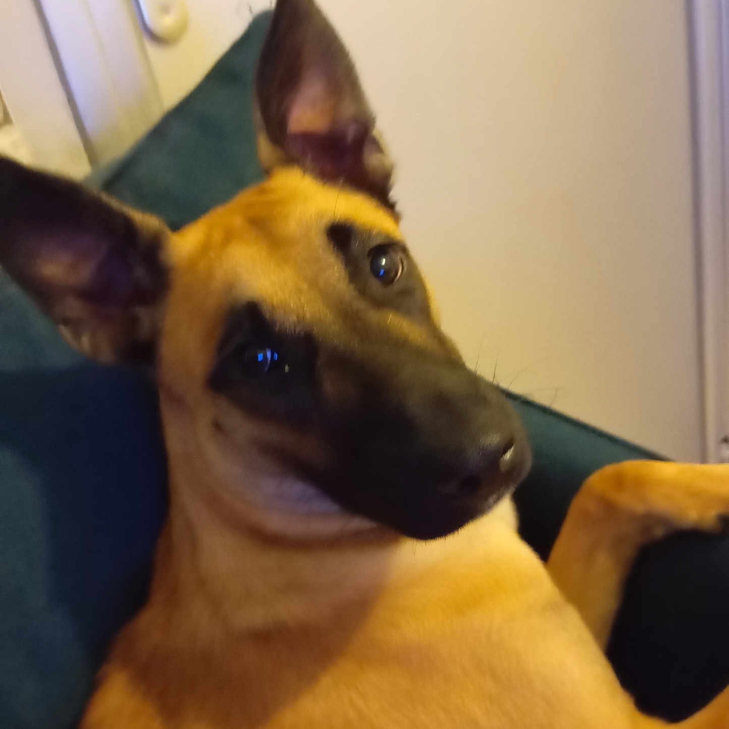 Aïka Santus a rejoint le concours — aidez-le/la à gagner de superbes lots ! animal, animal_face, brown_fur, canine, closeup, companion, couch, cute, dog, domestic_animal, ears, friendly, furniture, household, indoor, looking_at_camera, pet, portrait, relaxing, resting