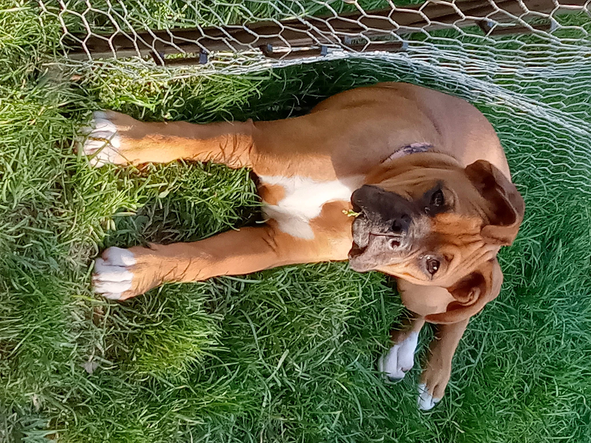 Kimbo is registered to the contest to win money with this photo: canidae, carnivore, companion_dog, dog, dog_breed, fawn, fence, fur, grass, liver, mesh, paw, snout, sporting_group, sunglasses, tail, terrestrial_animal, whiskers, wire_fencing, working_animal