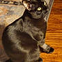 black_cat, cat, pet, animal, indoor, wooden_floor, rug, yellow_eyes, fur, sitting, looking_up, curious, domestic_cat, feline, cozy, home, flooring, whiskers, ears, tail