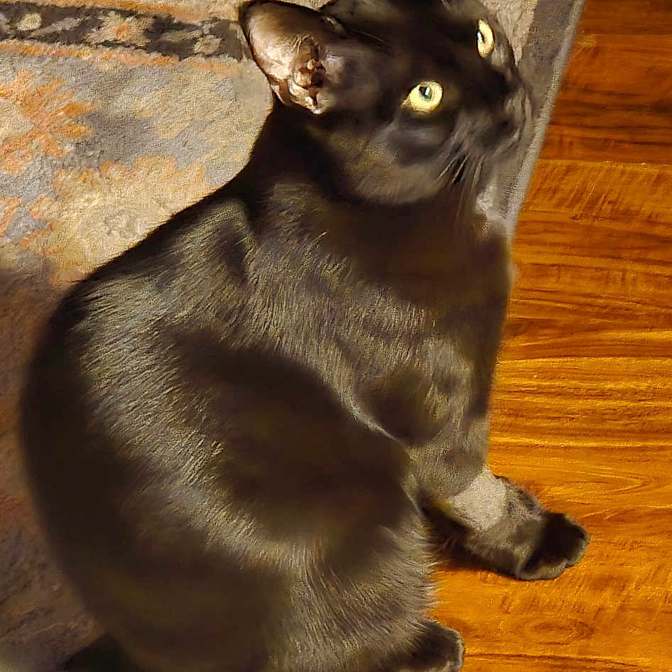 Shady is registered to the contest to win money with this photo: animal, black_cat, cat, cozy, curious, domestic_cat, ears, feline, flooring, fur, home, indoor, looking_up, pet, rug, sitting, tail, whiskers, wooden_floor, yellow_eyes