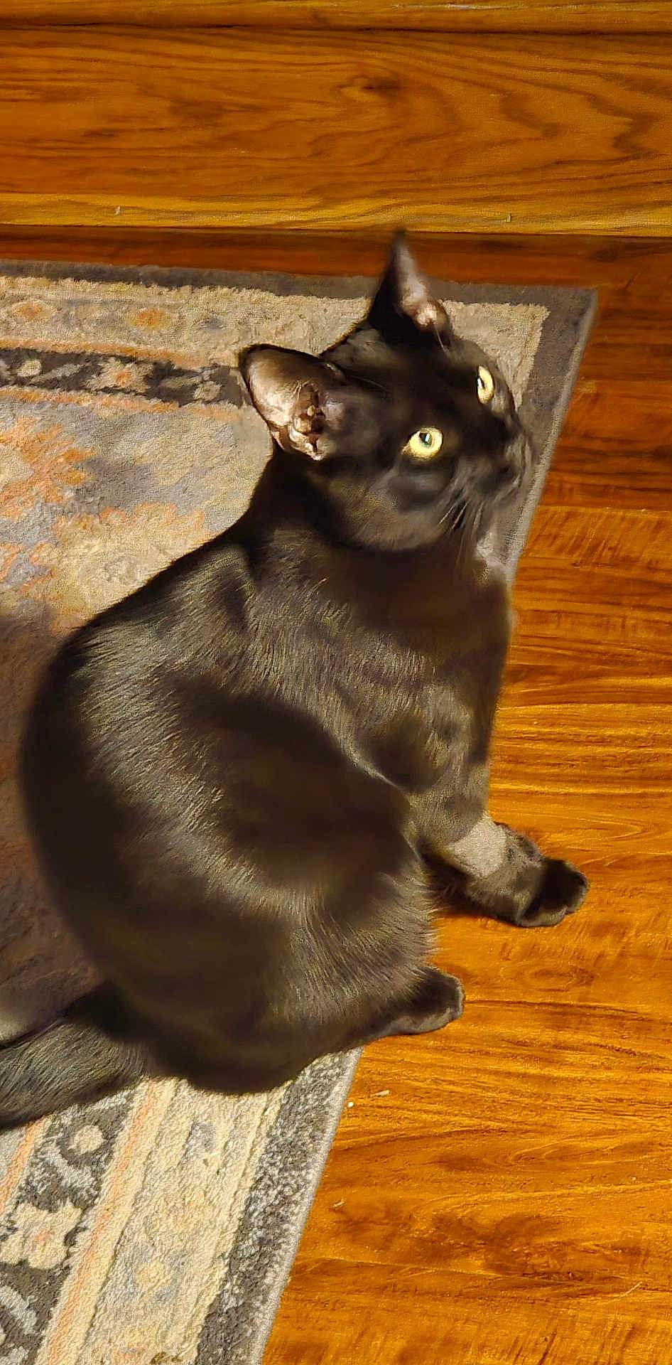 Shady is registered to the contest to win money with this photo: black_cat, cat, pet, animal, indoor, wooden_floor, rug, yellow_eyes, fur, sitting, looking_up, curious, domestic_cat, feline, cozy, home, flooring, whiskers, ears, tail