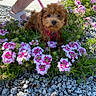 puppy, dog, flowers, pink_flowers, greenery, gravel, outdoor, pet, leash, red_harness, plant, feet, sandals, nature, cute, small_dog, fur, sunlight, summer, garden