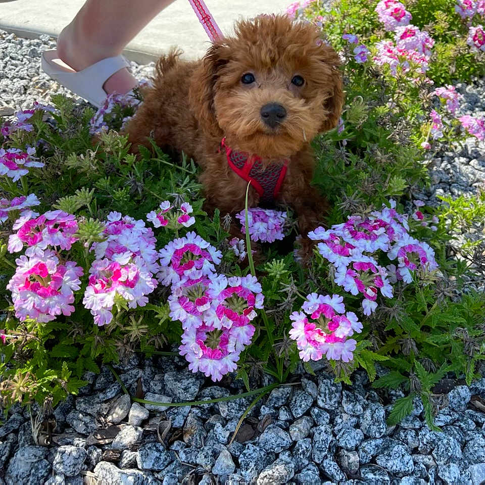 Gracie