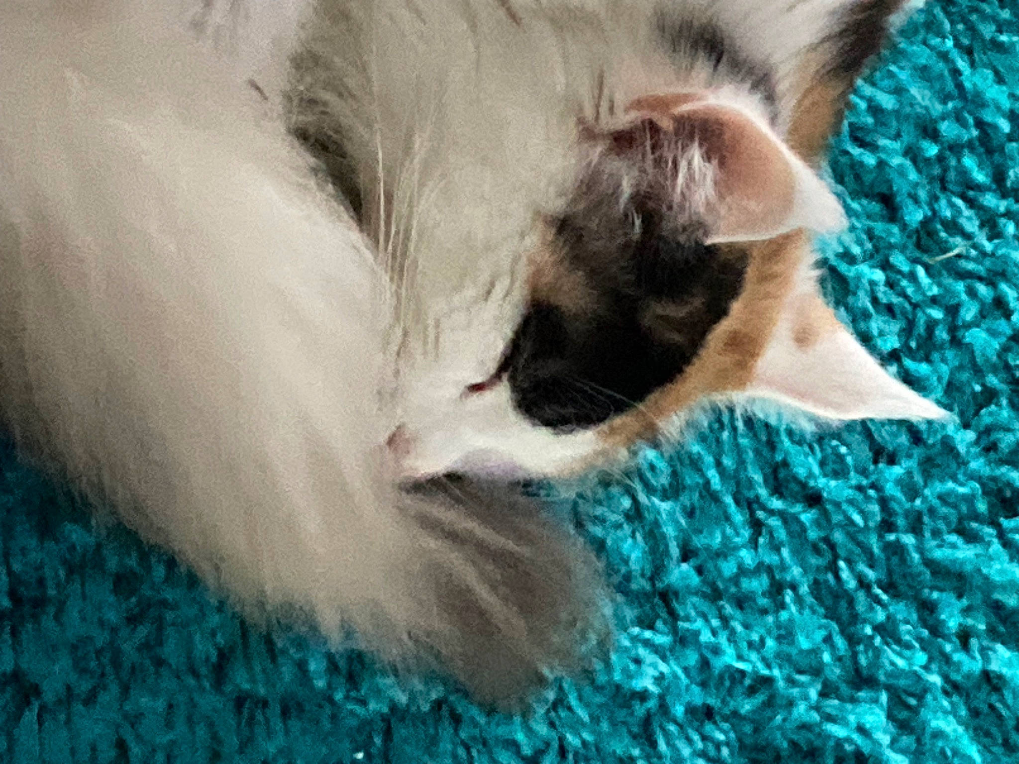 Twister a rejoint le concours — aidez-le/la à gagner de superbes lots ! balinese, blue, carnivore, cat, claw, domestic_short_haired_cat, electric_blue, fang, fawn, felidae, fur, grass, nap, paw, sleep, small_to_medium_sized_cats, snout, tail, thai, whiskers